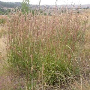 Big Bluestem