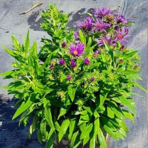 Grape Crush New England Aster