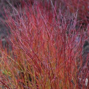Kelseyi Red Twig Dogwood