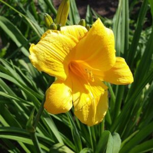 Buttered Popcorn Daylily