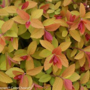 Double Play® Big Bang Spirea