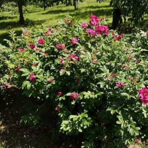 Purple Pavement Rugosa Rose