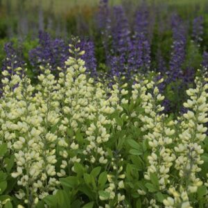 Decadence® Vanilla Cream False Indigo