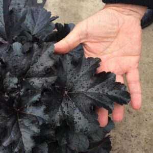 Primo® Black Pearl Coral Bells