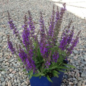 Marcus® Meadow Sage
