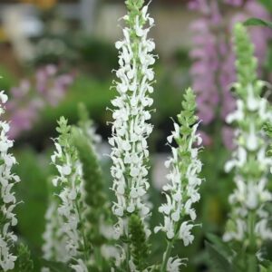 Snow Hill Meadow Sage