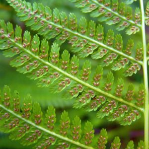 Lady Fern
