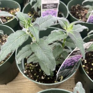 Blue Moon Woodland Phlox