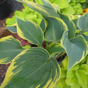 First Frost Hosta