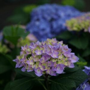 Let's Dance® Rhythmic Blue® Hydrangea