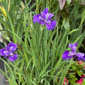 Ruffled Velvet Siberian Iris