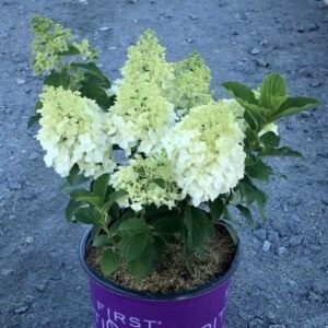 First Editions® Little Hottie® Hydrangea