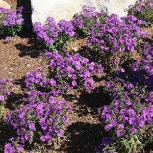Purple Dome New England Aster