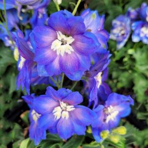 Cobalt Dreams Delphinium