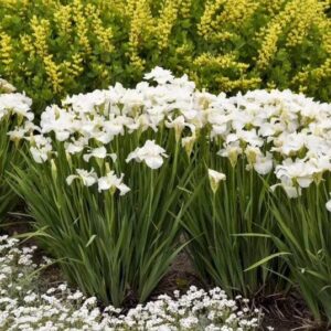 Swans In Flight Siberian Iris