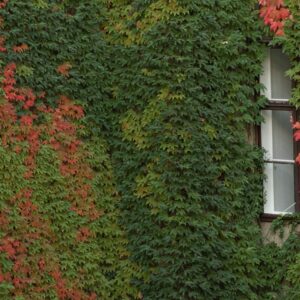 Boston Ivy
