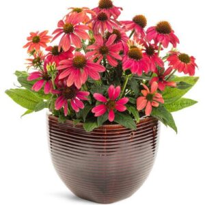 PW® Summersong™ Firefinch™ Coneflower