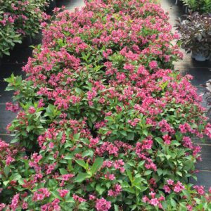 Snippet® Dark Pink Weigela