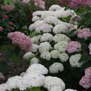Invincibelle® Wee White Smooth Hydrangea