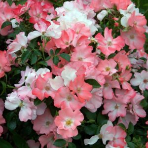 Flower Carpet® Coral Rose