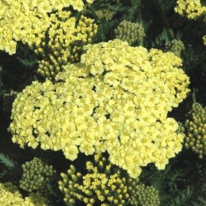 Sunny Seduction Yarrow