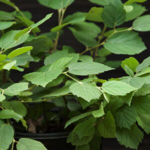 Mount Airy Fothergilla