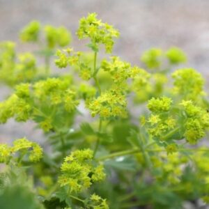 Lady's Mantle