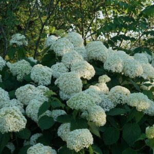 Proven Winners® Incrediball® Smooth Hydrangea