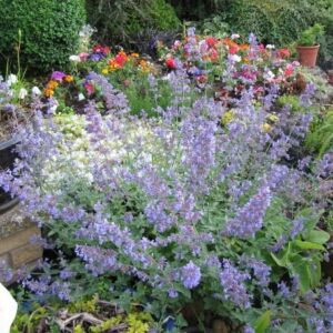 Six Hills Giant Catmint