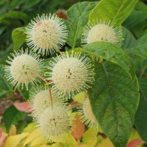 Sugar Shack® Buttonbush