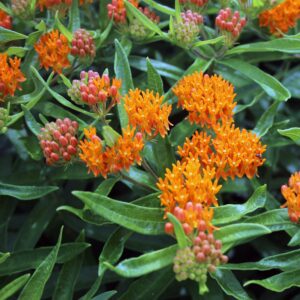 Butterfly Weed