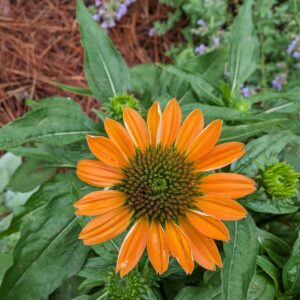 Sombrero® Adobe Orange Improved Coneflower