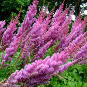Purple Candles Chinese Astilbe
