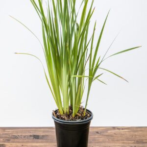 Caesar's Brother Siberian Iris