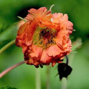 Cocktails™ Mai Tai Avens