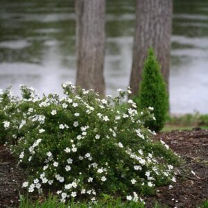 Happy Face® White Potentilla