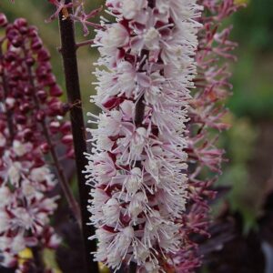 Brunette Bugbane, Cohosh