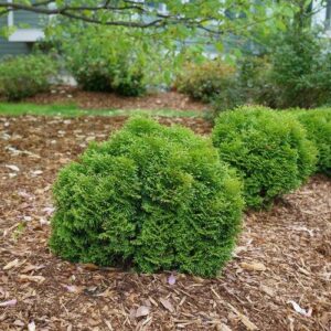 Tater Tot® Arborvitae