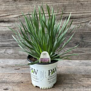 Serendipity Ornamental Onion