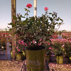 Pink Knock Out® Rose
