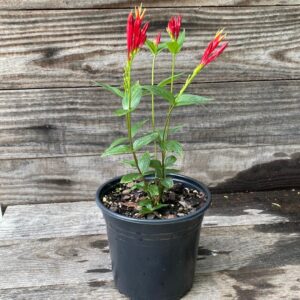 Little Redhead Indian Pink