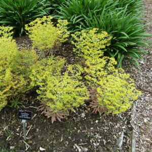 Ascot Rainbow Spurge