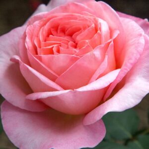 Bloomables® Sweet Mademoiselle™ Rose