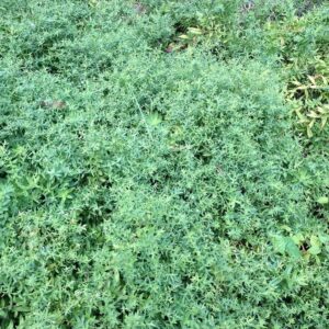 October Skies Aromatic Aster