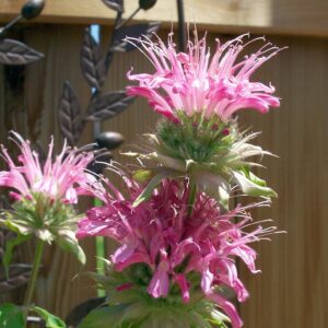 Sugar Buzz® Bubblegum Blast Bee Balm