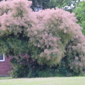 American Smoketree