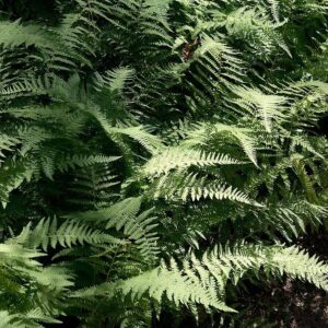 Hayscented Fern