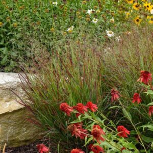 Prairie Winds® Cheyenne Sky Switch Grass