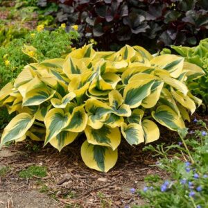 PW® Shadowland® Autumn Frost Hosta