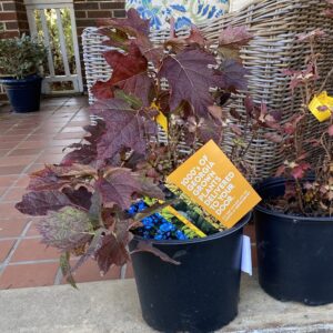 Snow Queen Hydrangea